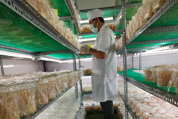 Khách tham quan tại ODA Agrimush - Cùng trải nghiệm mô hình nông nghiệp công nghệ cao